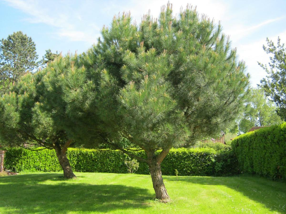 Gite Des Pins Penches Brunville Dış mekan fotoğraf